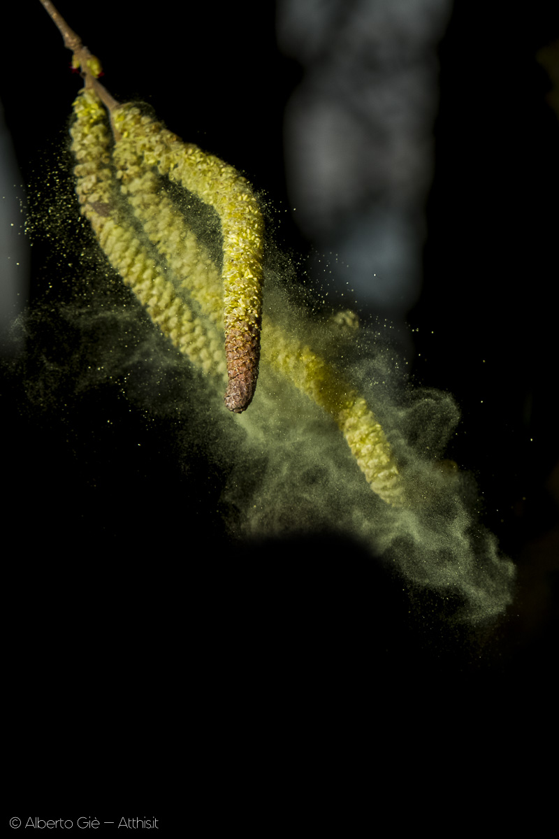 Nocciolo, corylus avellana,polline - © Alberto Giè